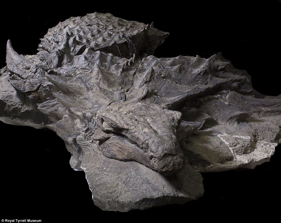 Fossil of newfound species of nodosaur is so well preserved it looks like a statue, dinosaur discovery canada, nodosaur picture, nodosaur, 