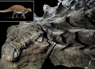 Fossil of newfound species of nodosaur is so well preserved it looks like a statue, dinosaur discovery canada, nodosaur picture, nodosaur,