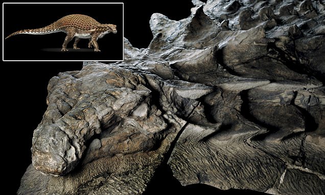 Fossil of newfound species of nodosaur is so well preserved it looks like a statue, dinosaur discovery canada, nodosaur picture, nodosaur, 