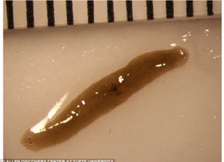 mutant flatworms iss, Mutant flatworm aoard ISS: An amputated flatworm fragment sent to space regenerated into a double-headed worm, space mutation, iss study flatworm