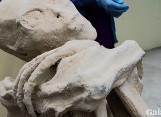 Mysterious alien mummy discovered in Peru, Peru Alien Mummy Baffles Scientists VIDEO, Peru Alien Mummy Baffles Scientists