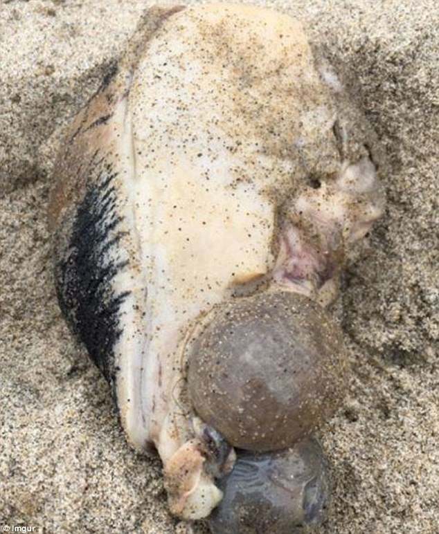 mysterious sea creature california malibu beach, mysterious sea creature california malibu, Mysterious sea creature with no eyes and two huge lumps jutting out of its body washes ashore in Malibu California, pictures, mysterious sea creature california malibu beach video