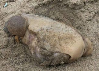 mysterious sea creature california malibu beach, mysterious sea creature california malibu, Mysterious sea creature with no eyes and two huge lumps jutting out of its body washes ashore in Malibu California, pictures, mysterious sea creature california malibu beach video