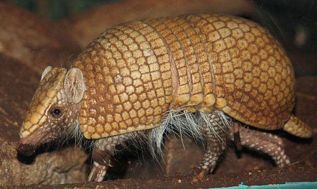 armadillo bullet texas, armadillo bullet texas video, An armadillo deflected a gun bullet to wound a man in Texas, man wounded after bullet ricochet on armadillo shell, 