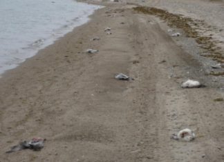dead snow geese nunavut canada, dead snow geese nunavut canada mystery, Mysterious die-off kills thousands of snow geese in Nunavut Canada.