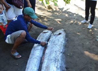 Two oarfish were ound dead just a day before the M6.3 earthquake in the Philippines on August 11 2017