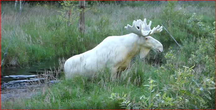 white moose sweden, white moose sweden video, white moose sweden pictures, white moose sweden august 2017