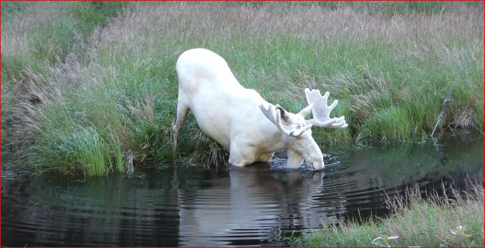 white moose sweden, white moose sweden video, white moose sweden pictures, white moose sweden august 2017