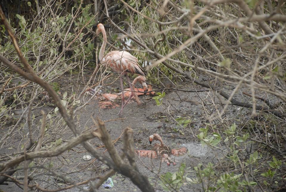 Hundreds of Flamingos killed by Hurricane Irma in Cuba, Hundreds of Flamingos killed by Hurricane Irma in Cuba pictures, Hundreds of Flamingos killed by Hurricane Irma in Cuba video