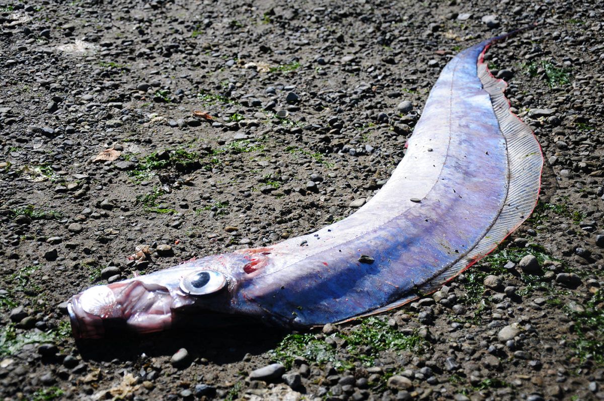 Dead oarfish discovred at Oak Bay's Beach near the Cascadia Fault Line