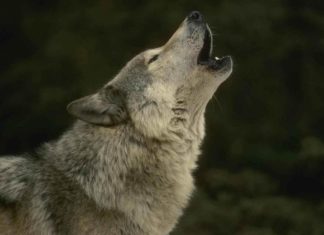 howling wolf, howling wolf scotland, msterious howling sound scotland video