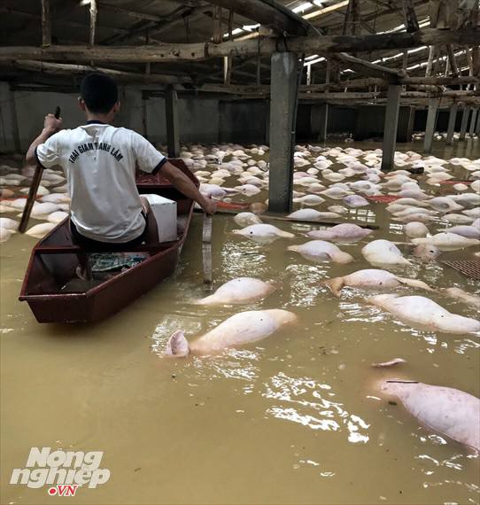 6000 pigs drowned by floods in vietnam, pigs die after drowning in floodwaters in vietnam, vietnam pig mass die-off