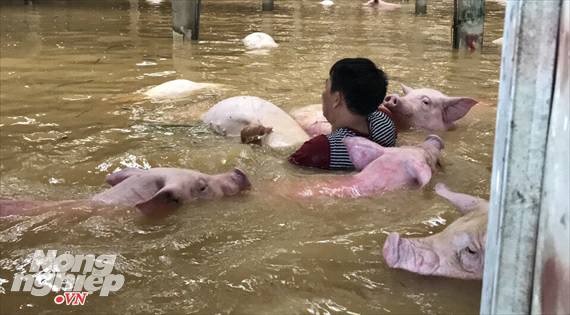6000 pigs drowned by floods in vietnam, pigs die after drowning in floodwaters in vietnam, vietnam pig mass die-off