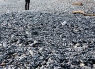 Tens of thousands of jellyfish-like Velella wash ashore dead on beaches in coastal Greymouth New Zealand