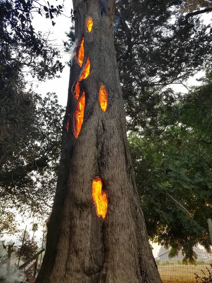 fire burns from inside of a tree in Schellville California video, fire burns from inside of a tree in Schellville California picture, fire burns from inside of a tree in Schellville California