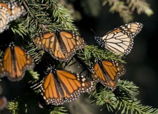 monarch butterfly migration, monarch butterfly migration 2017, monarch butterflies blocked northern usa and canada, delayed migration monarch butterflies, monarch butterflies blocked by anomalous weather events in Canada, earth changes block monarch butterfly migration 2017