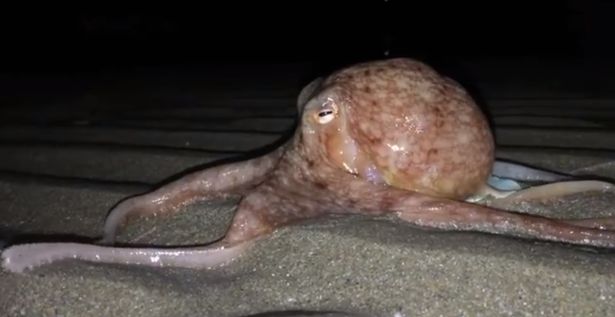 octopus walking on a Welsh beach, octopus walks on beach in wales, wales octopus walks on beach, octopus walks on welsh beach video