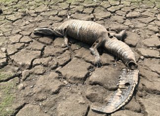 thousand alligators dead brazil