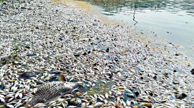 thousands fish die in India