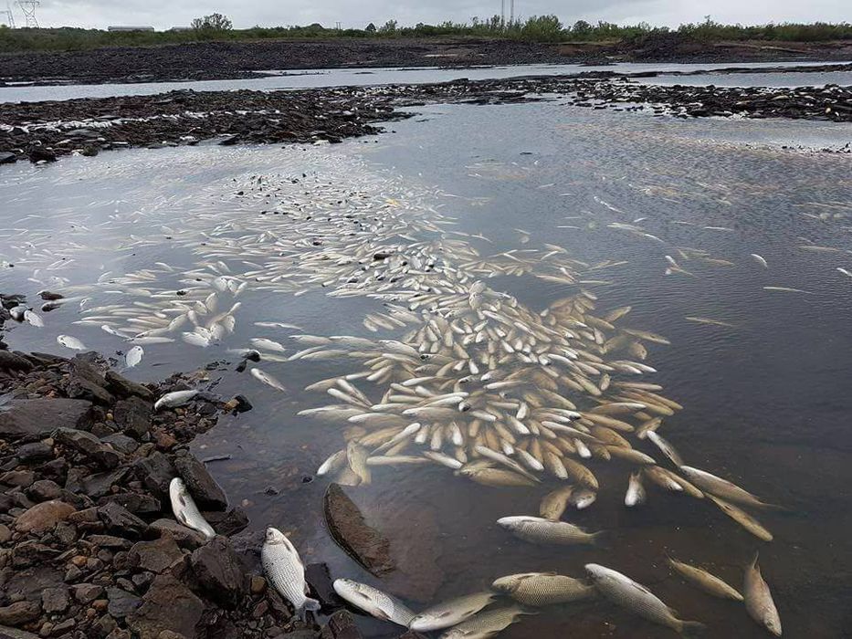 thousands of dead fish uruguay