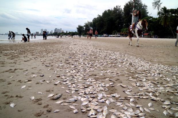 tons of fish die in thailand