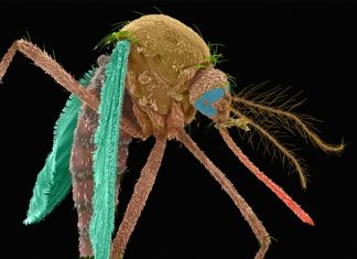 US government approves bacteria weaponized mosquitoes to fight disease, bacteria mosquitoes, us, usa approves bacteria to fight mosquitoes
