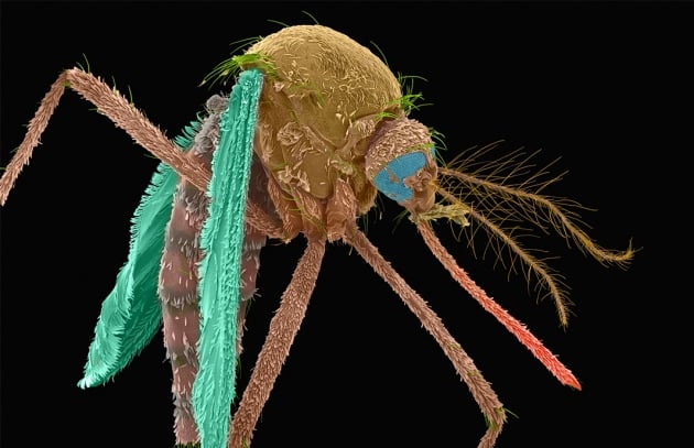 US government approves bacteria weaponized mosquitoes to fight disease, bacteria mosquitoes, us, usa approves bacteria to fight mosquitoes