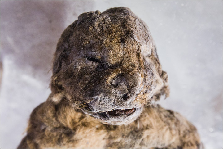 cave lion siberia, cave lion siberia picture, Perfectly preserved cave lion discovered in Siberia