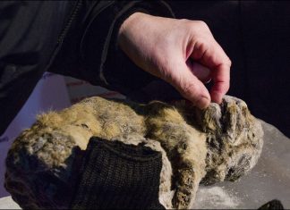 cave lion siberia, cave lion siberia picture, Perfectly preserved cave lion discovered in Siberia