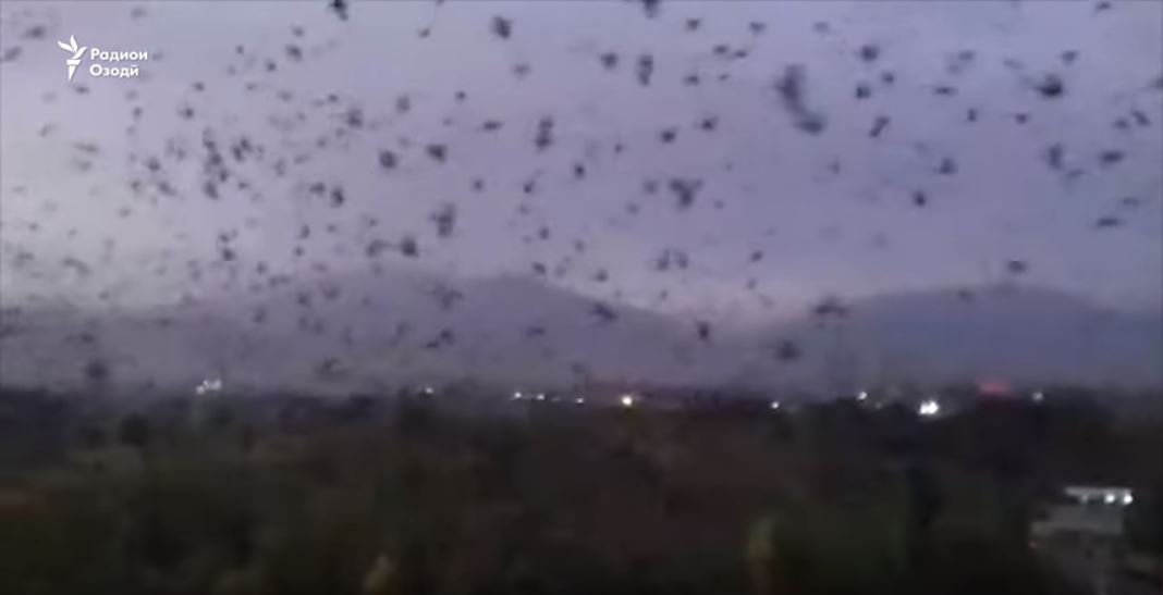 huge swarm of crows flying over the city of Tursunzoda in Tajikistan, huge swarm of crows flying over the city of Tursunzoda in Tajikistan video