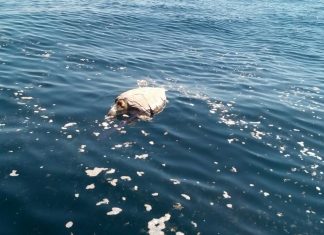 400 Dead sea turtles dound off El Salvador, Dead sea turtles dound off El Salvador on November 1 2017