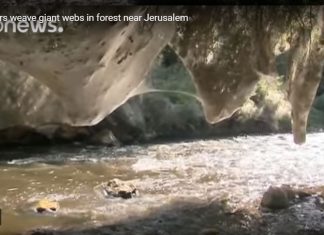 spiders weave giant webs in forest near Jerusalem, spiders weave giant webs in forest near Jerusalem video, spiders weave giant webs in forest near Jerusalem pictures