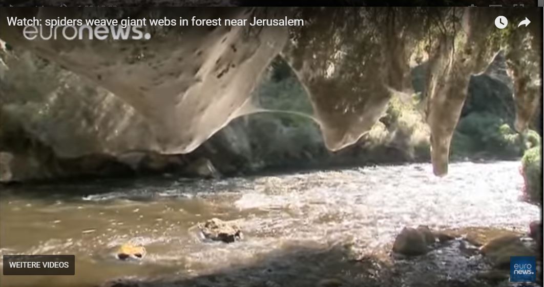 spiders weave giant webs in forest near Jerusalem, spiders weave giant webs in forest near Jerusalem video, spiders weave giant webs in forest near Jerusalem pictures