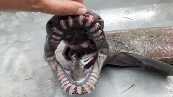 Frilled shark captured in Portugal, Frilled shark captured in Portugal photo, Frilled shark captured in Portugal video