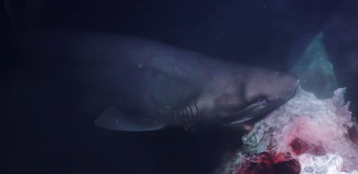 sharks attack submarine, Sharks attack submarine during footage of Blue Planet II video, sharks attack submarine video, sharks attack submarine bbc video, sharks attack submarine blue planett II video