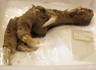 Giant Moa foot in New Zealand, moa, moa foot, extinct bird