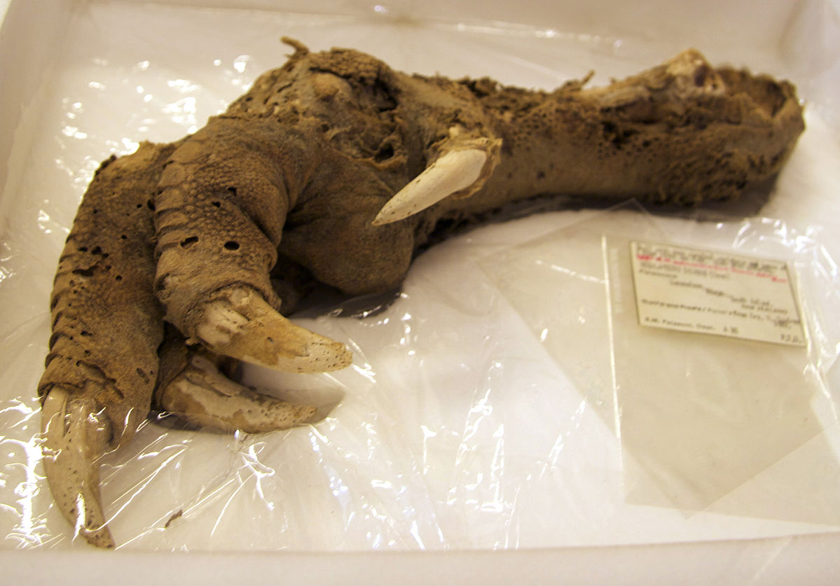 Giant Moa foot in New Zealand, moa, moa foot, extinct bird