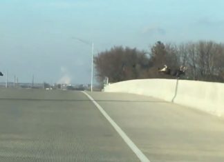 family of deer jump from a bridge in Iowa on Dec 10, deer jump over bridge, deer jump over bridge video