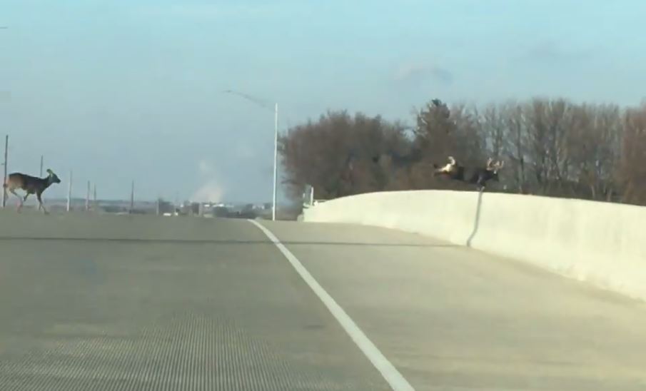 family of deer jump from a bridge in Iowa on Dec 10, deer jump over bridge, deer jump over bridge video