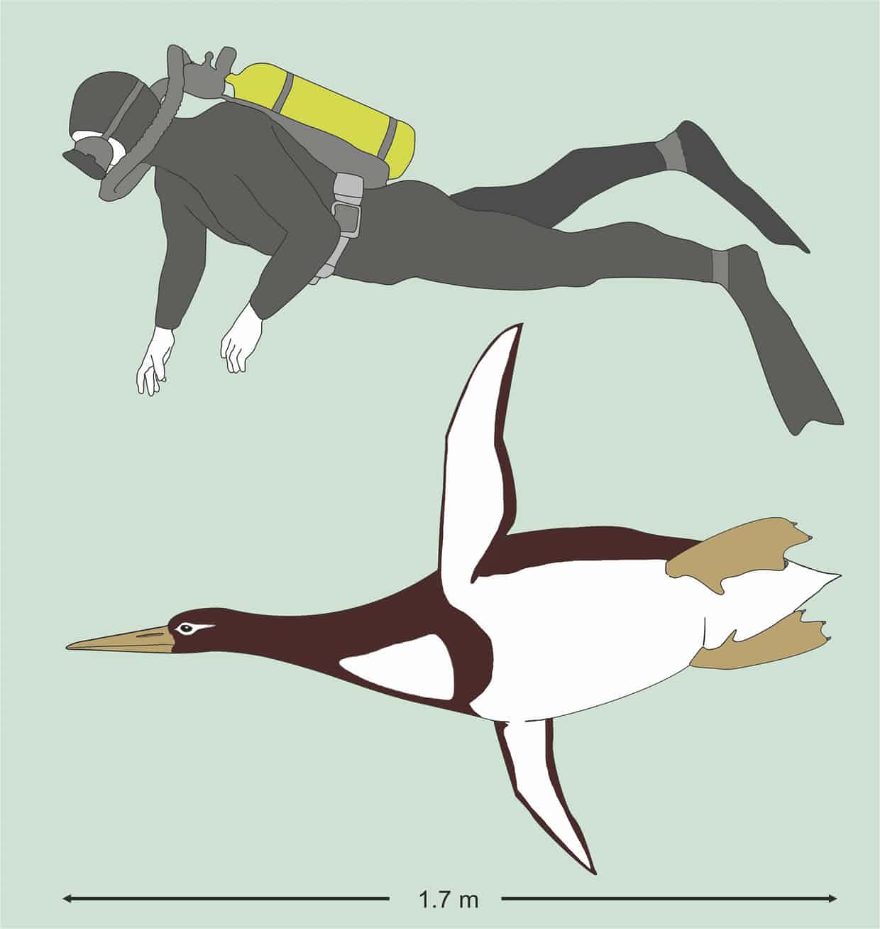 giant penguin new zealand, fossil giant penguin new zealand, giant penguin antarctica, new species giant penguin new zealand