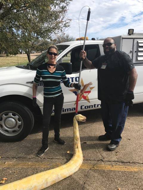 Huge albino python captured in DeSoto Texas