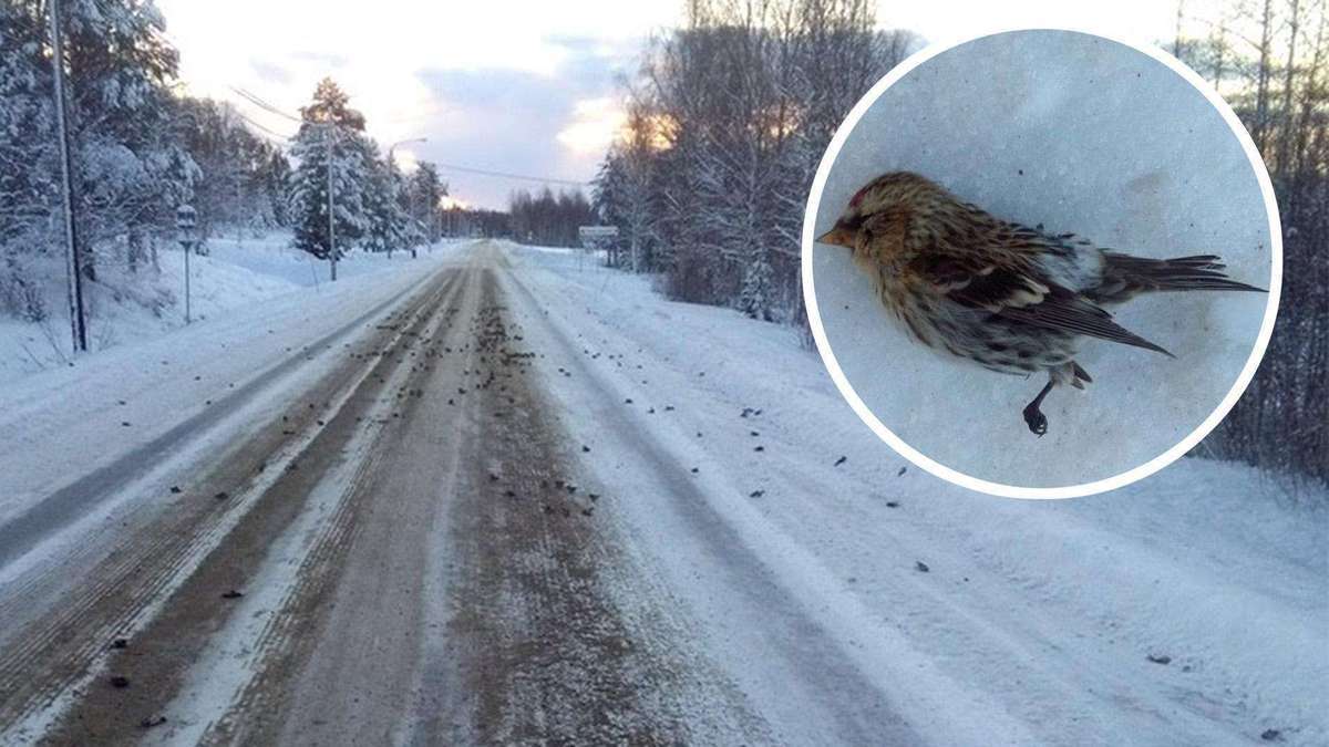 Hundreds of dead birds fall from sky on a road in Sweden, hundreds of dead birds fall from sky sweden, hundreds of dead birds fall from sky sweden pictures, hundreds of dead birds fall from sky sweden photo