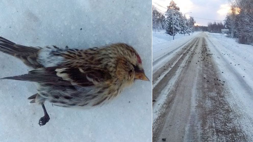 Hundreds of dead birds fall from sky on a road in Sweden, hundreds of dead birds fall from sky sweden, hundreds of dead birds fall from sky sweden pictures, hundreds of dead birds fall from sky sweden photo
