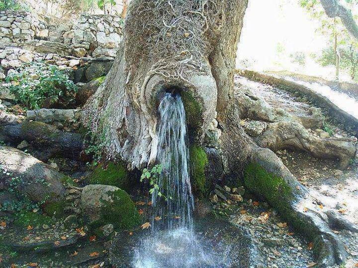 Water flows out of a tree trunk , water gushes out of tree africa, water gushes out of tree video, water flows out of tree video, water flows out of tree cameroon and india video