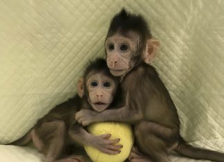 Cloned Monkeys, Cloned Monkeys china, China Cloned Monkeys