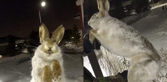 It is so cold in Kazakhstan that animals freeze solid, frozen hare kazakhstan video, hare froze solid in January 2018 january 2018