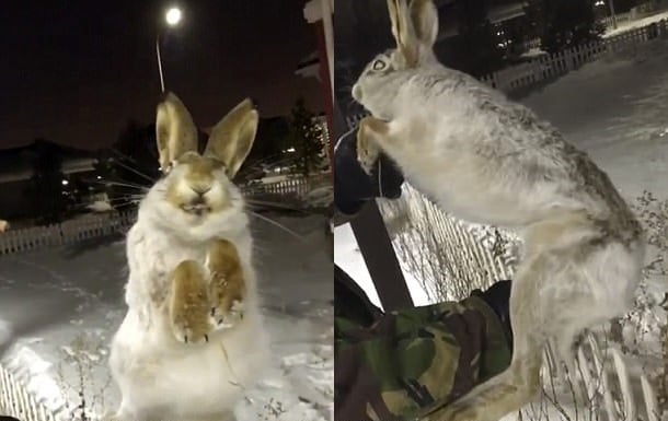 It is so cold in Kazakhstan that animals freeze solid, frozen hare kazakhstan video, hare froze solid in January 2018 january 2018