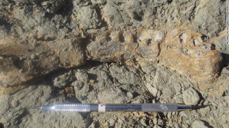 new dinosaur found in egypt solves ancient mystery, Mansourasaurus shahinae
