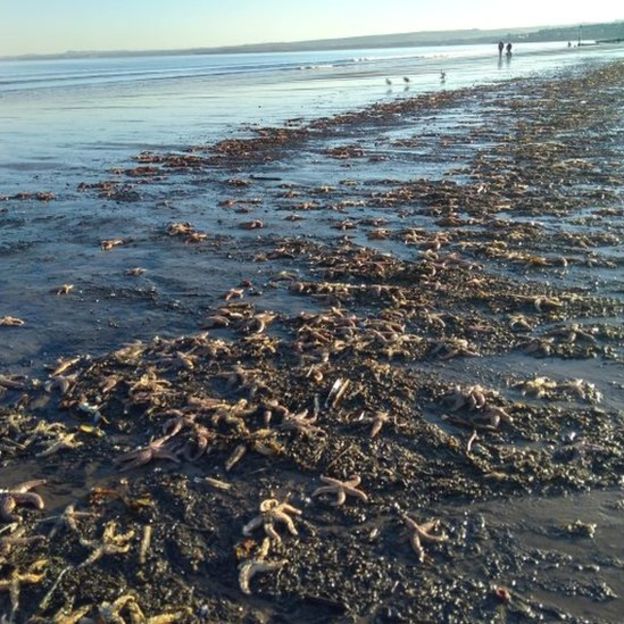 Thousands of starfish have been found washed up on Portobello beach in Edinburgh