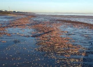 Thousands of starfish have been found washed up on Portobello beach in Edinburgh